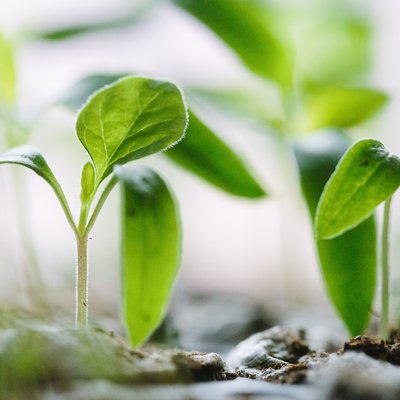 bébé plantes